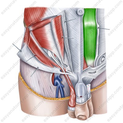 Rectus abdominis muscle (m. rectus abdominis)